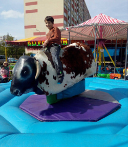 Rodeo býk – pronájem